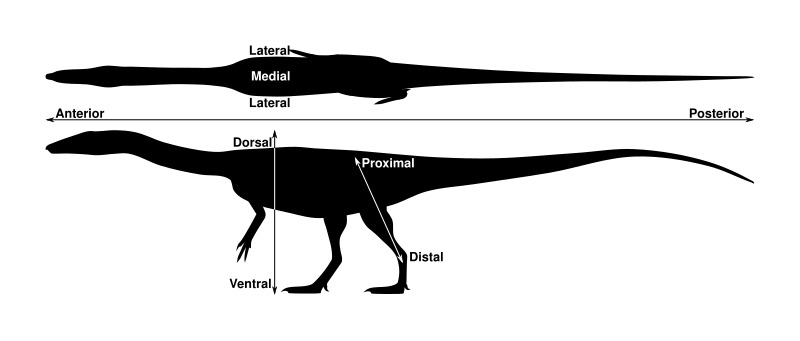 File:Coelophysis Topology.svg