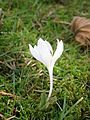 Colchicum hungaricum