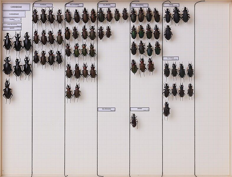 File:Coleoptera-carabidae-carabus-aumontii-morbillosus-planatus-rugosus-4644 (46052106032).jpg