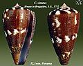 Conus vittatus Hwass in Bruguière, J.G., 1792