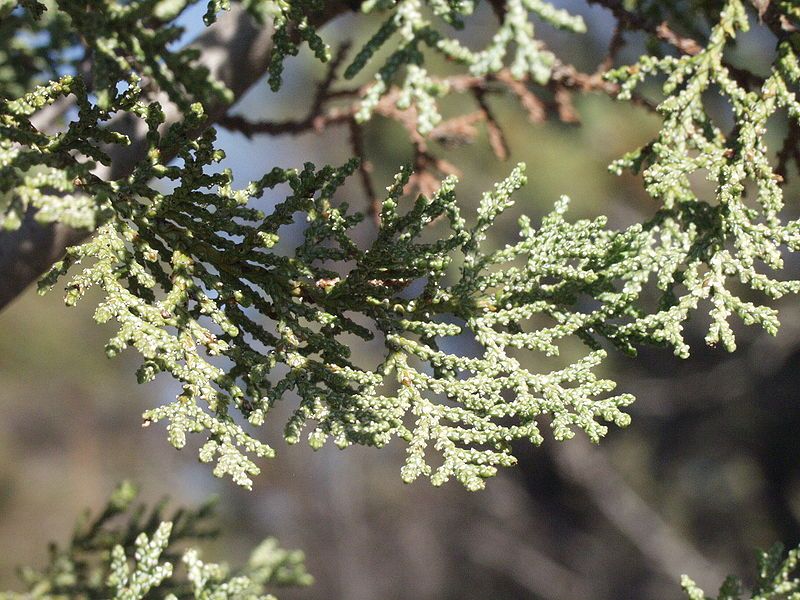 File:Cupressus macnabiana.JPG