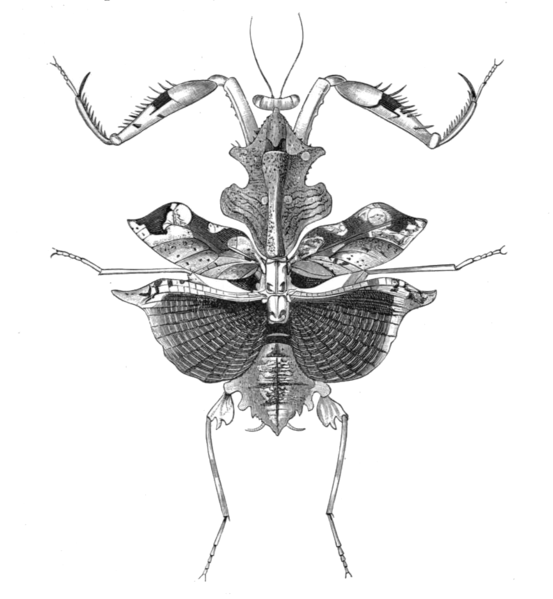 File:Deroplatys sarawaca f.png