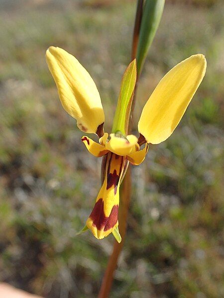 File:Diuris picta.jpg