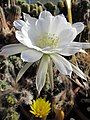 Echinopsis obrepanda