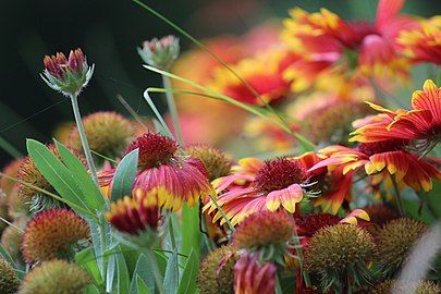 Side view of flowers