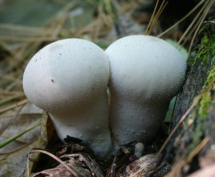 File:Gem-studded puffballs.jpg