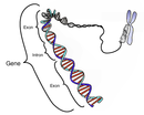 The coding region in a segment of eukaryotic DNA.