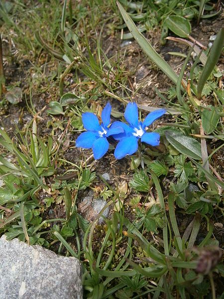 File:Gentiana brachyphylla 01.JPG