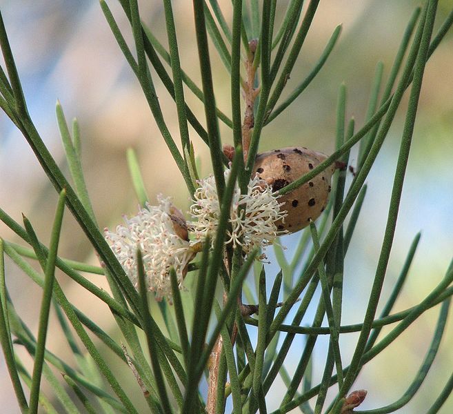 File:Hakea drupacea.jpg