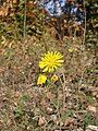 Hieracium sabaudum