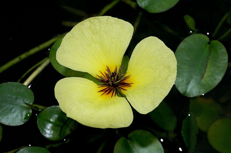 File:Hydrocleys-nymphoides 0112 b.jpg