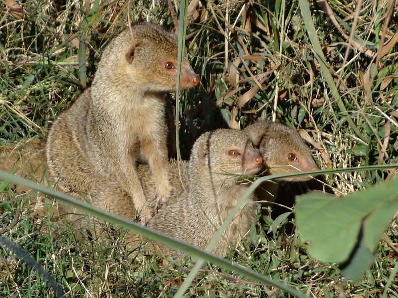 File:Indian Mongoose pups.jpg