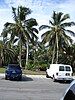 Coconut palms growing well at Gizella Kopsick Palm Arboretum, St. Petersburg, FL