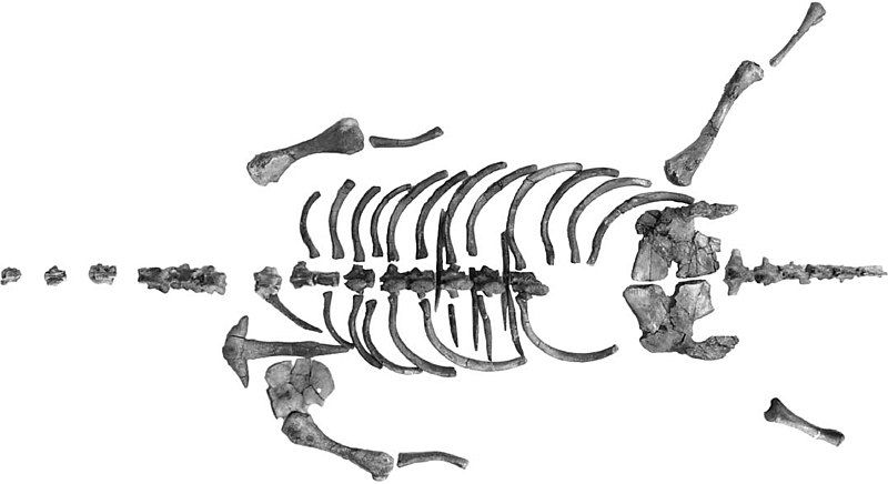 File:Khurendukhosaurus.jpg