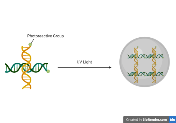 Fabrication of DNA nanogels UV light mediated linkages. Created with BioRender.com