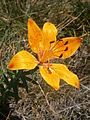 Lilium bulbiferum var. croceum