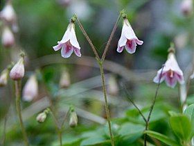 Twinflower