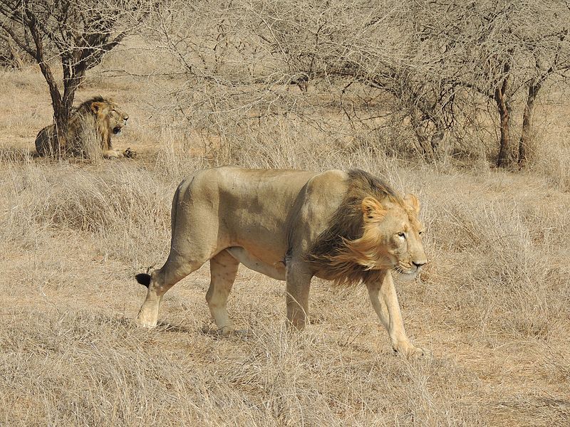 File:Lions.Gir5.jpg