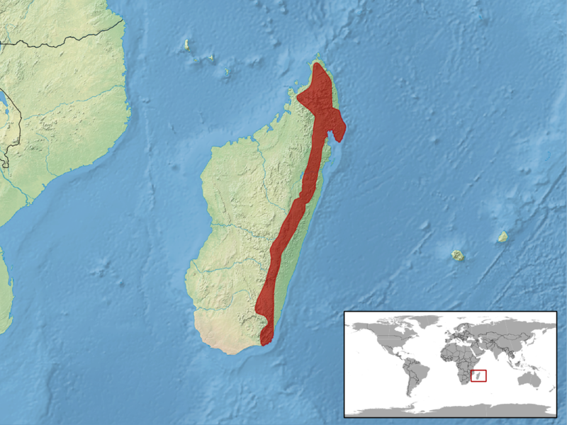 File:Madascincus melanopleura distribution.png