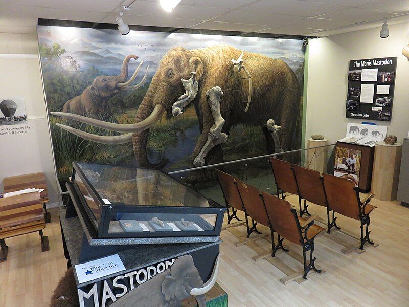 File:Manis-Mastodon-exhibit-Sequim-Museum-and-Arts-Center.jpg