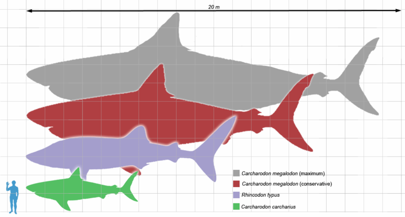 File:Megalodon scale1.png