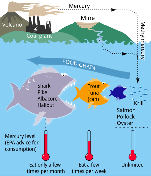 File:MercuryFoodChain.svg