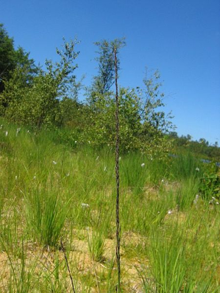 File:Molinia caerulea.jpeg