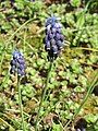 Muscari neglectum