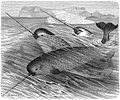 Narwhal Monodon monoceros narhval Narhval