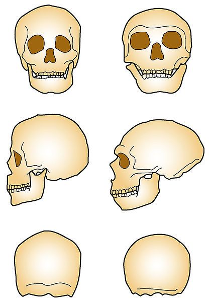 File:Neandertal vs Sapiens.jpg