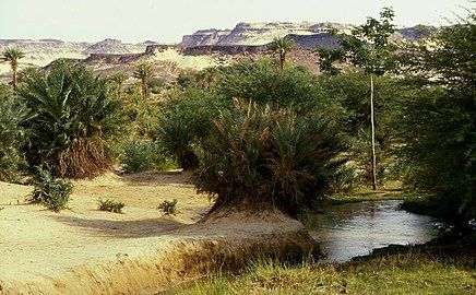 Bilma Oasis, Niger