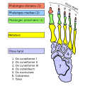 The inappropriate original skeletal diagram, NOT showing Morton's foot and NOT highlighting the difference.