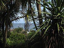 A grove of trees with lots of long strap-like leaves, through which the sea and a boat can be seen