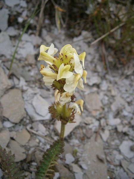 File:Pedicularis ascendens03.jpg