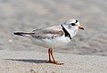 Image 21Piping plover in Queens