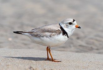 Piping plover, Fort Tilden