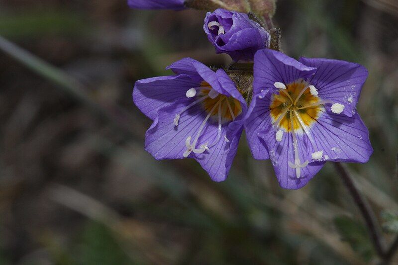 File:Polemonium pulcherrimum 6317.JPG