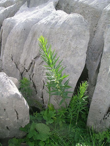 File:Polygonatum verticillatum.JPG