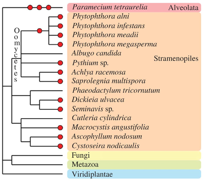 File:Polyploidy in fungi.png