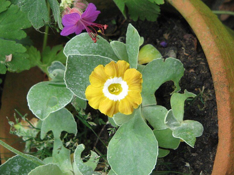 File:Primula pubescens 01.jpg