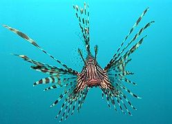 Red Lionfish