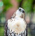 Image 106Red-tailed hawk, fearsome predator