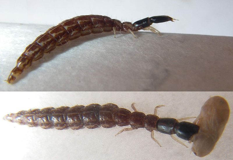 File:Rhaphidioptera-larva.jpg