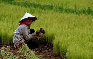 A rice farmer in northern Cambodia wearing a do'un similar to Jaapi