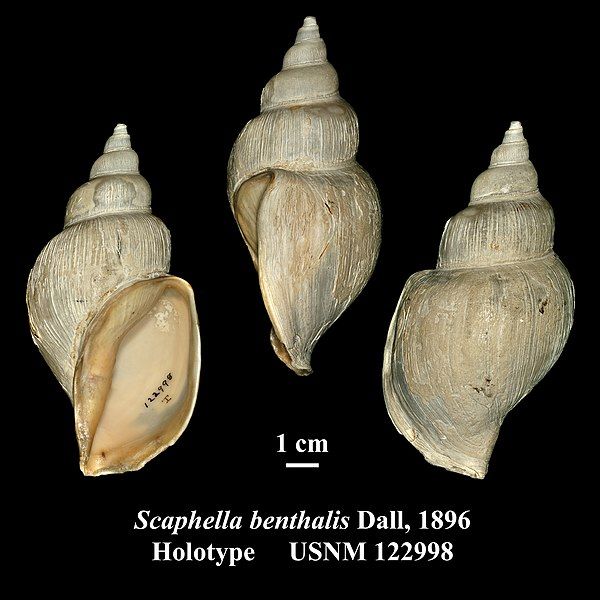 File:Scaphella benthalis.jpg