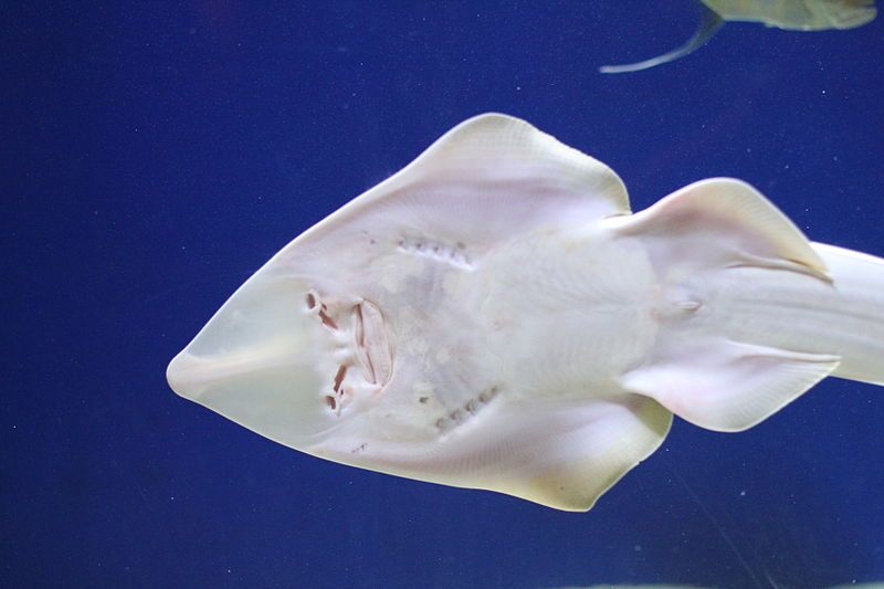 File:ShovelnoseGuitarfish01.JPG