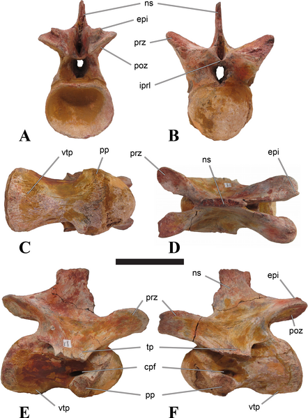 File:Sigilmassasaurus vertebra.png