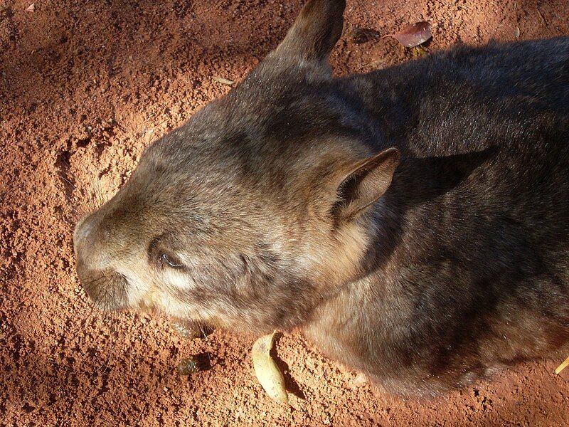 File:Southern Hairy-Nosed Wombat.jpg