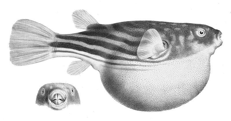 File:Tetraodon lineatus 1907.jpg