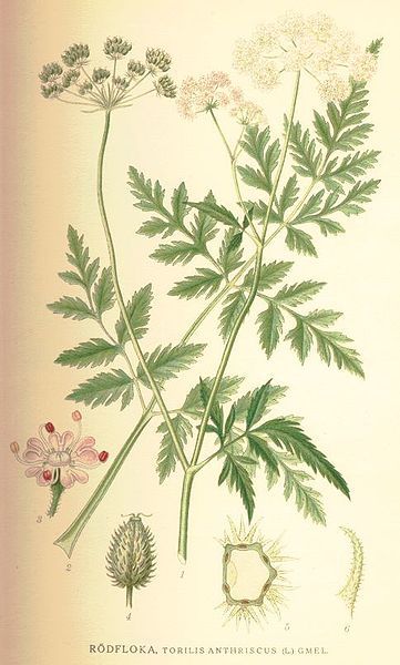 File:Torilis japonica.jpg